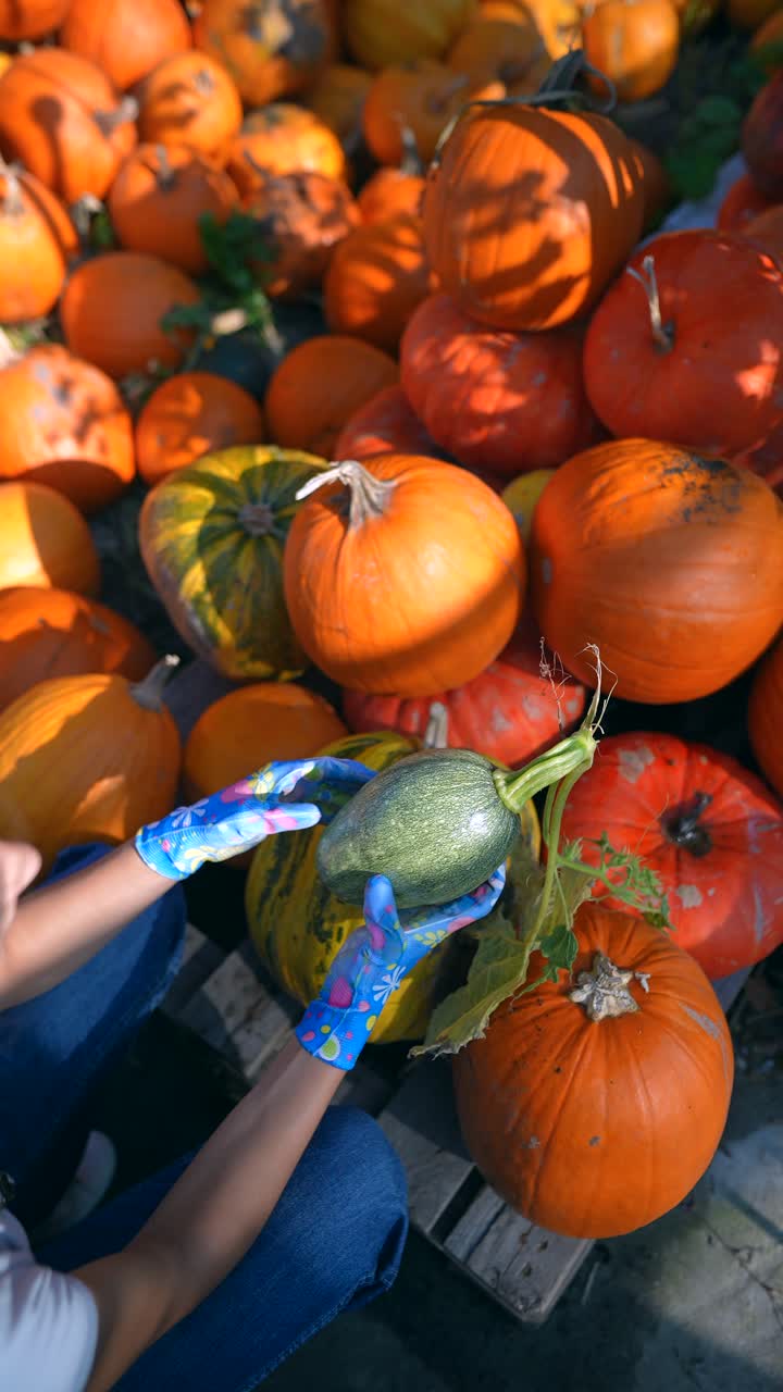 농장에서 호박과 사탕수수를 채취하는 것