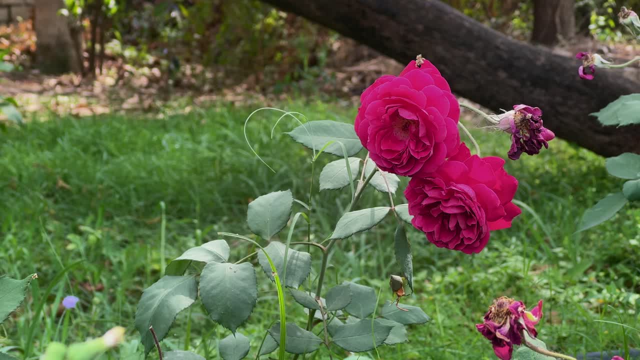 Primer plano medio de rosas rosadas en flor sobre una planta meciéndose suavemente en un entorno de jardín natural, con luz solar suave, hierba verde y un fondo borroso que crea una escena exterior tranquila y romántica.