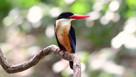 El-Martín-Pescador-De-Gorra-Negra-Tiene-Un-Pico-Rojo-Como-Un-Caramelo-Y-Una-Gorra-Negra-Que-Se-Encuentra-En-Tailandia-Y-Otros-Países-De-Asia