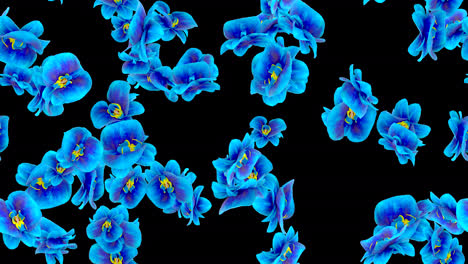 Flower-Orchid-blue-loop-tile-swirling-with-alpha