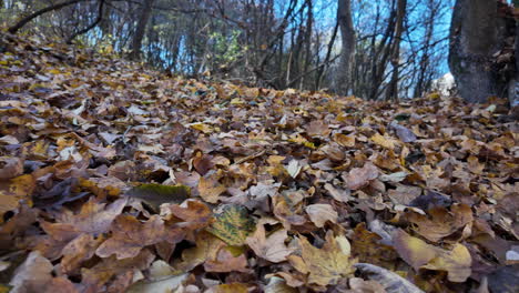autumn leaves covering forest floor