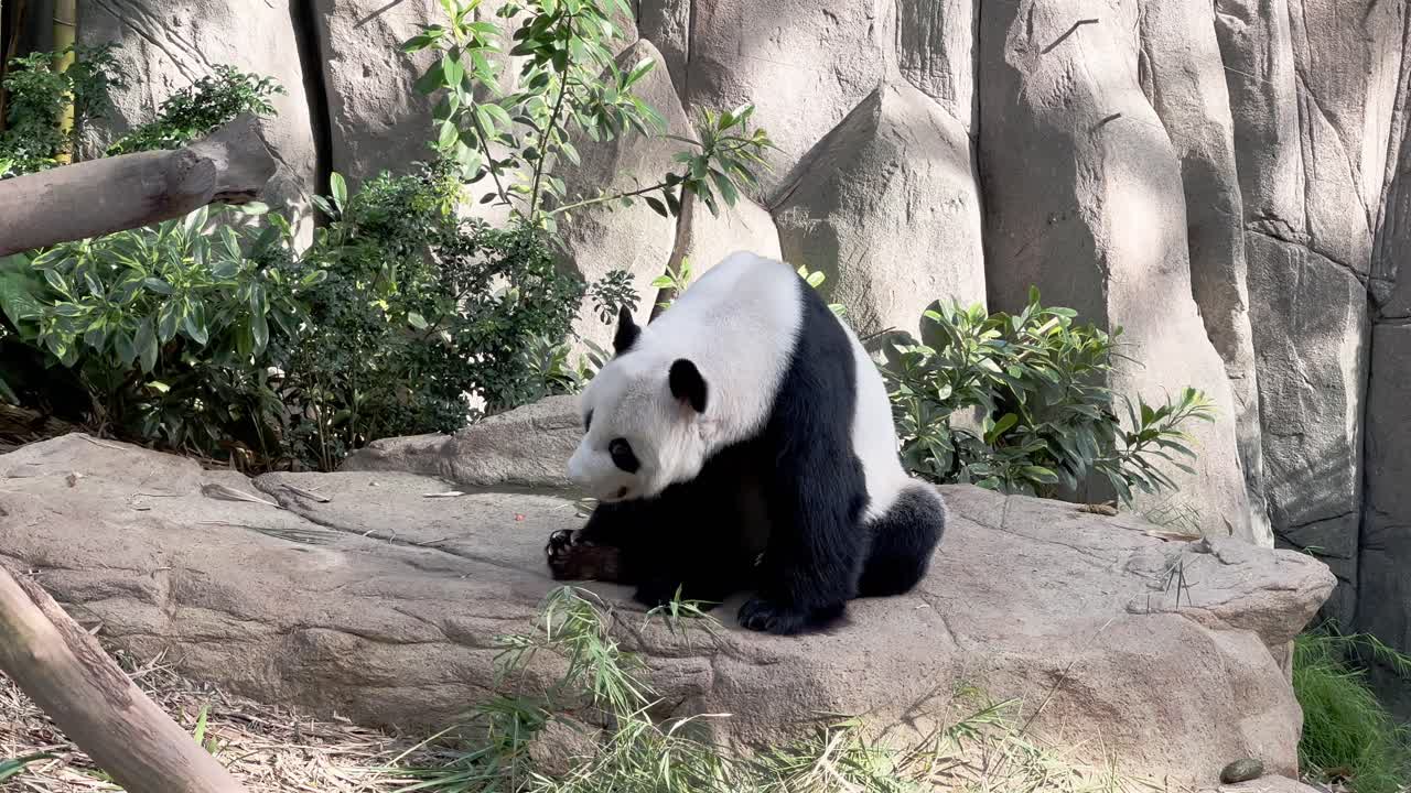 especies vulnerables, panda gigante, ailuropoda melanoleuca, despertado en una posición sentada, bostezando en roca de piedra en el santuario de animales en el zoológico de singapur, reserva de vida silvestre mandai, sudeste de asia