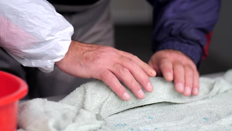 Anaestethisised-slippery-trout-being-dried-with-cotton-towel-in-fish-farm