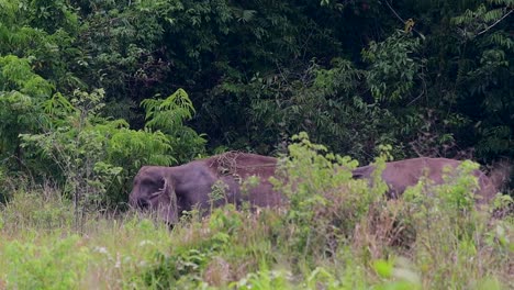 Los-Elefantes-Asiáticos-Son-Especies-En-Peligro-De-Extinción-Y-También-Son-Residentes-De-Tailandia