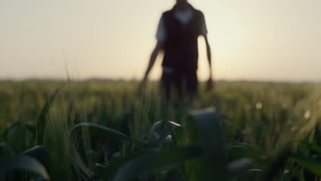 farmer walking wheat field checking crop on sunset. close up green spikelets.