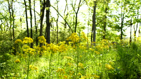 Cambio-De-Enfoque-De-Flores-Amarillas-Al-Bosque-De-Fondo-Con-Luz-Cálida