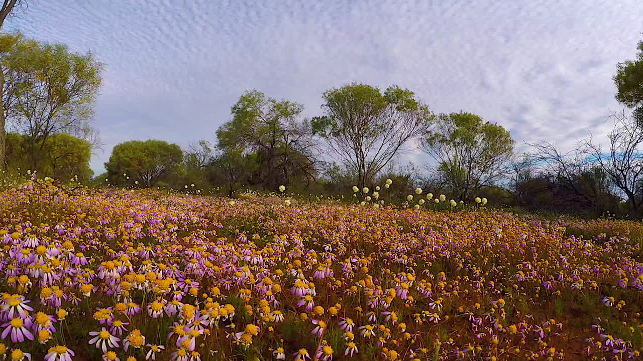pov caminando por campos de flores silvestres en australia en primavera 1