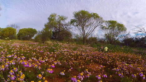 pov walking through fields of wildflowers in australia in spring 1