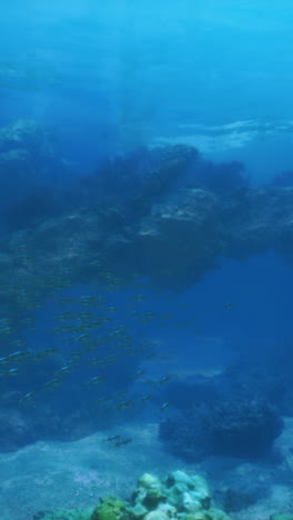 underwater coral reef with fish