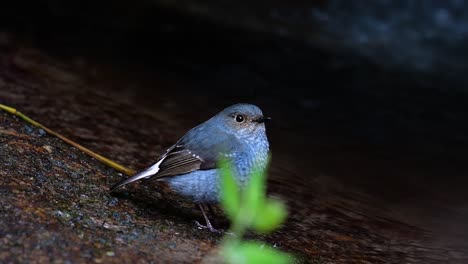 this female plumbeous redstart is not as colourful as the male but sure it is so fluffy as a ball of a cute bird