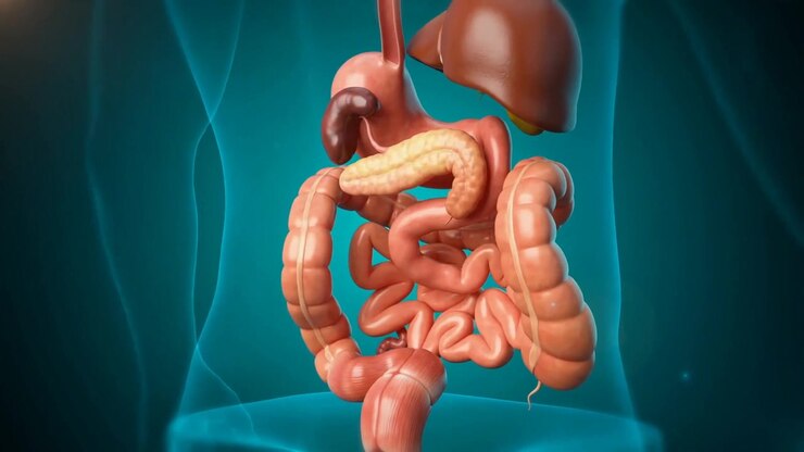 Three Dimensional Medical Animation Of Human Digestive System Anatomy In Body