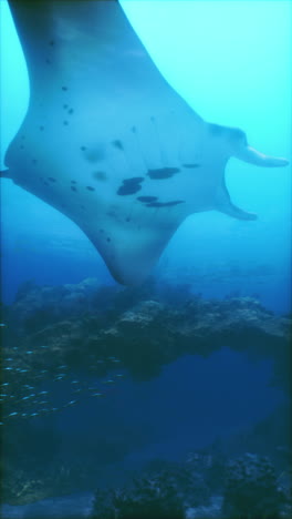 manta ray swimming over coral reef