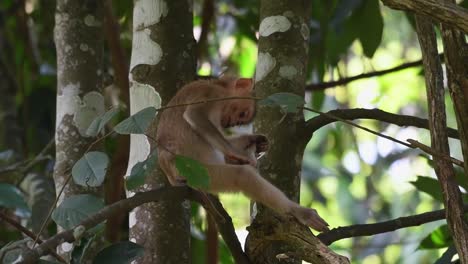 macaco de cola de cerdo del norte, macaca leonina, parque nacional khao yai