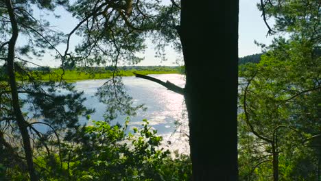 flying between the trees in the spring forest on a blue lake background