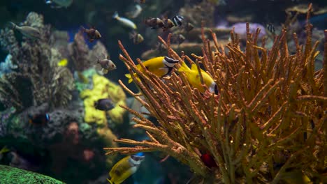 gran acuario decorado con un arrecife de coral con peces tropicales, tortugas y rayas