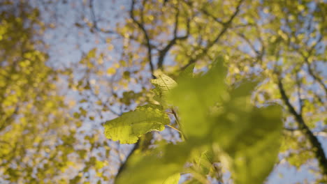 Herbstblätter