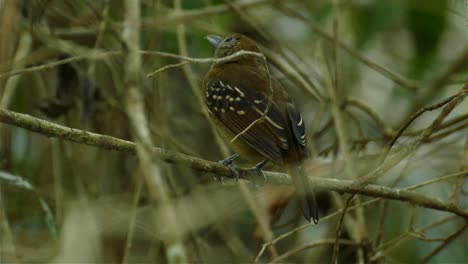 a small little bird sitting in a thick tree - steady shot