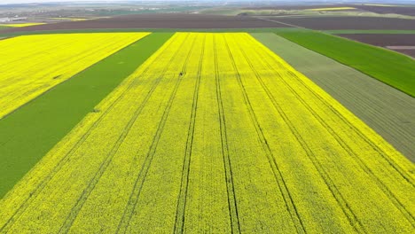 Aerial-View-Of-Rapeseed-Flower-Field-In-Spring---drone-forward