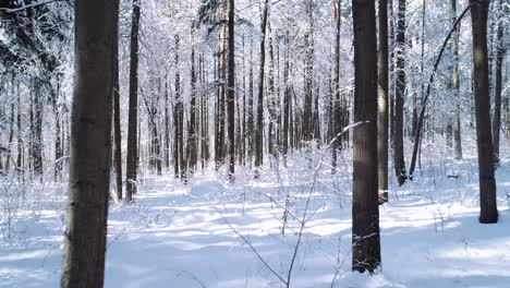 Flying-between-the-trees-in-snowy-forest-winter.