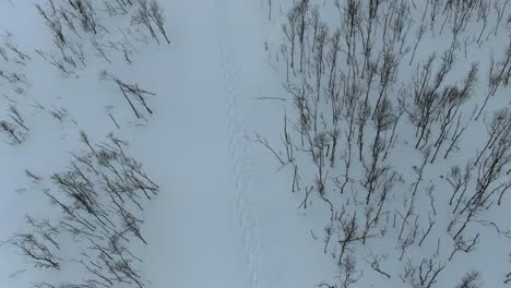 Drone-view-in-Tromso-area-in-winter-flying-over-a-snowy-mountain-showing-a-leafless-tree-forest-from-the-top-in-Segla,-Norway