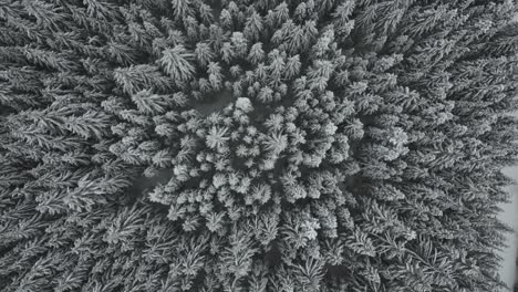 Snow-Falling-On-Dense-Forest-Of-Pine-Trees-In-Winter-In-Idaho,-USA