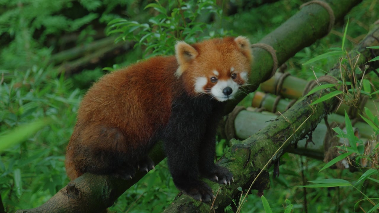 Inquadratura media statica di un panda rosso che si guarda intorno su un ramo prima di avanzare fuori fuoco.