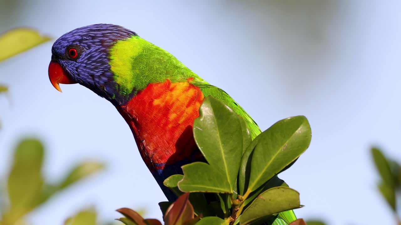 A colorful lorikeet perched amidst lush green leaves, showcasing its vivid plumage against a clear sky.