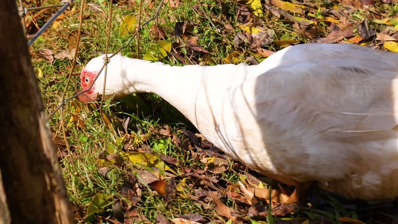 A Muscovy duck explores a grassy area, surrounded by autumn leaves, under bright natural light in Byron Bay