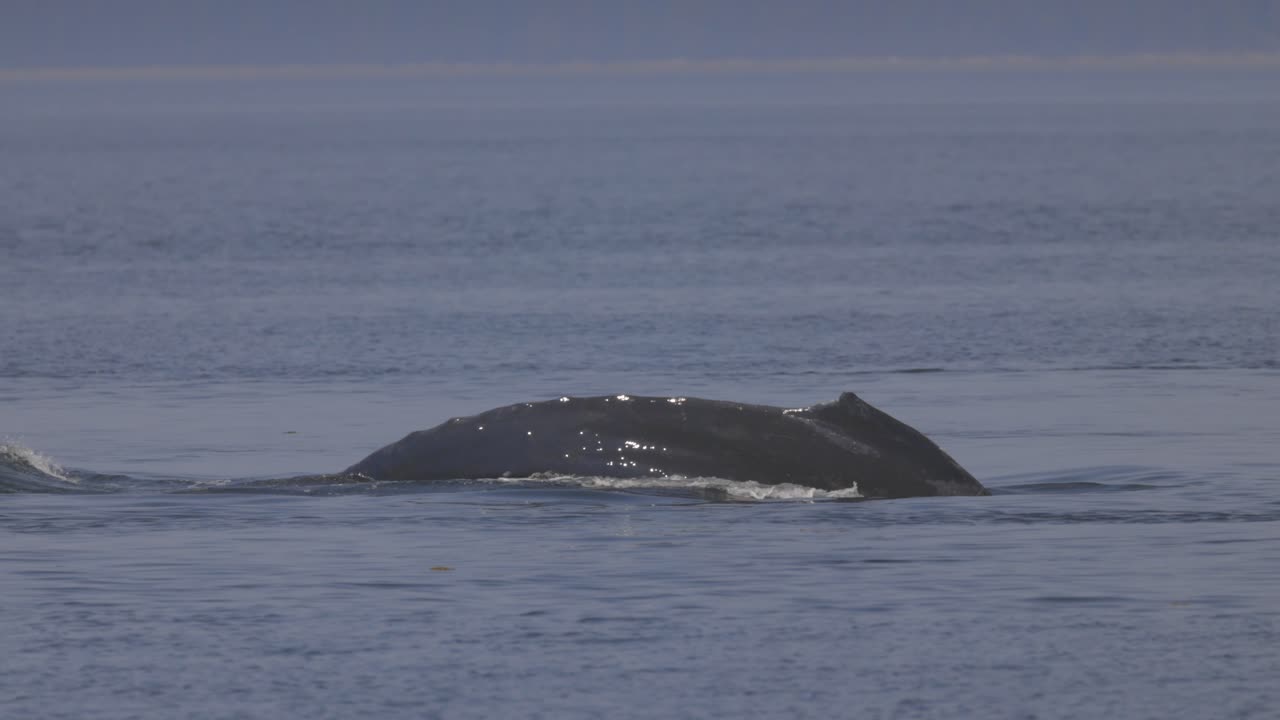 Close up of humpback whale diving underwater
