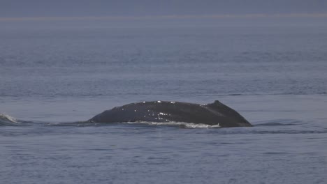 Close-up-of-humpback-whale-diving-underwater