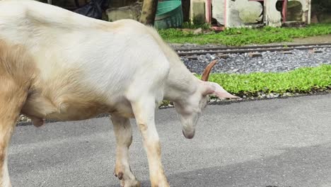 white goat walking on road in a park