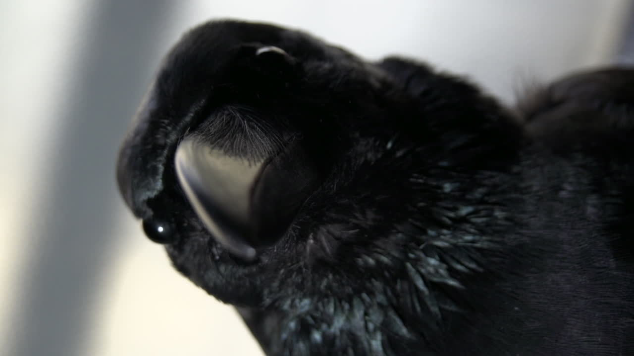 cuervo llamativo en quietud