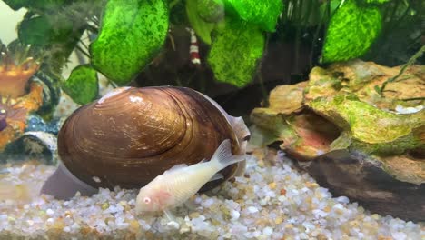 freshwater mussel in the tropical fish tank with red crystal shrimp and cory catfish