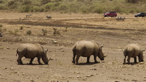 group of endangered white rhino walk in drought stricken african landscape