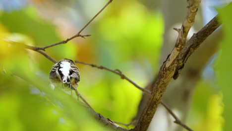 Female-Brambling-Bird-Sits-on-Tree-Branch-in-Forest---Close-up-Rear-View