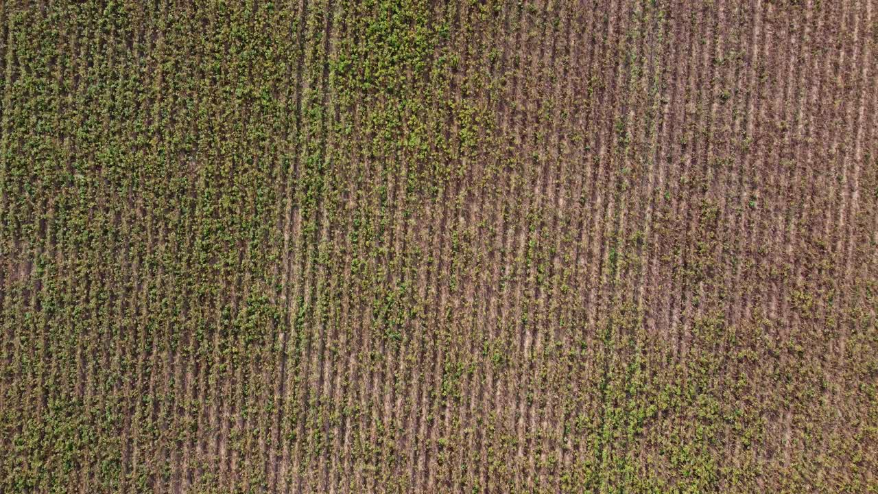 Drone flies forward in a top-down view above a cultivated field with small green plants in East Sussex