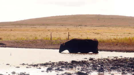 una vaca majestuosa bebiendo agua de un estanque sereno