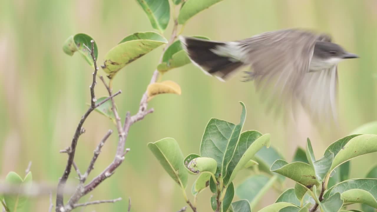 phoebe oriental encaramada en la rama del manzano del estanque y volando en cámara lenta