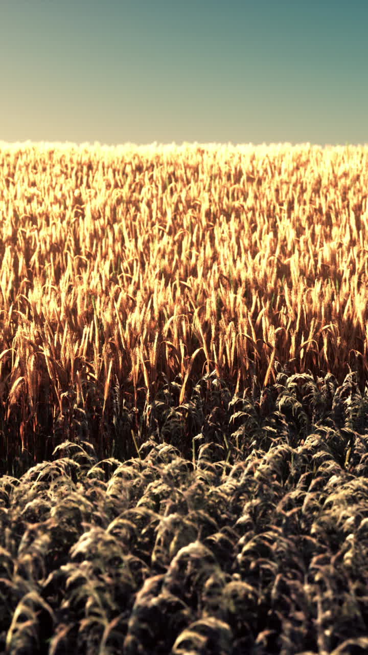 el campo de trigo dorado al atardecer