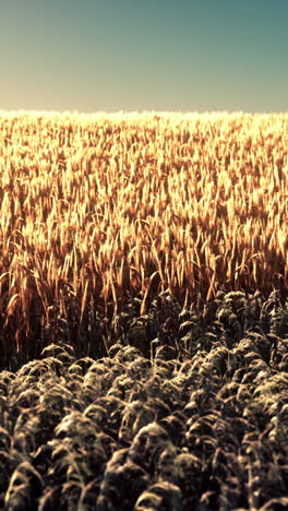 golden wheat field at sunset