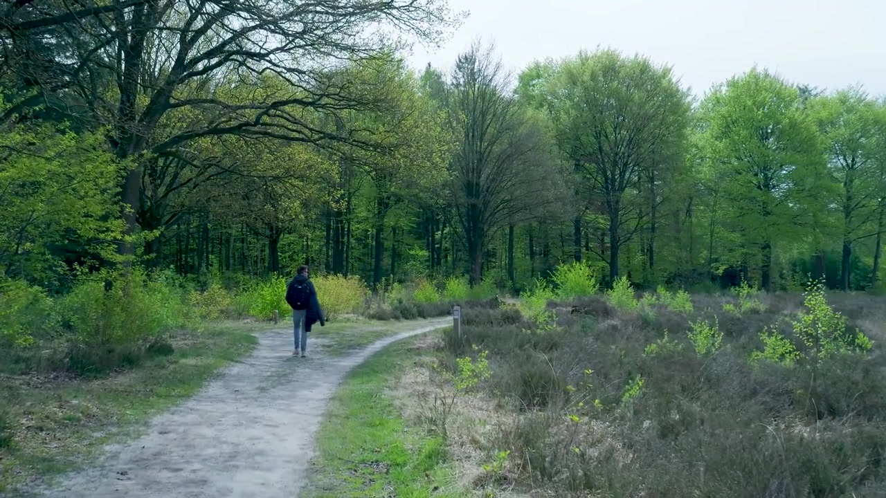 Person Walking Along a Dirt Path in a Lush Green Forest