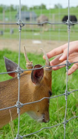 hand gently petting a chinese muntjac deer (muntiacus reevesi) at the sigulda zoo in latvia. vertical footage