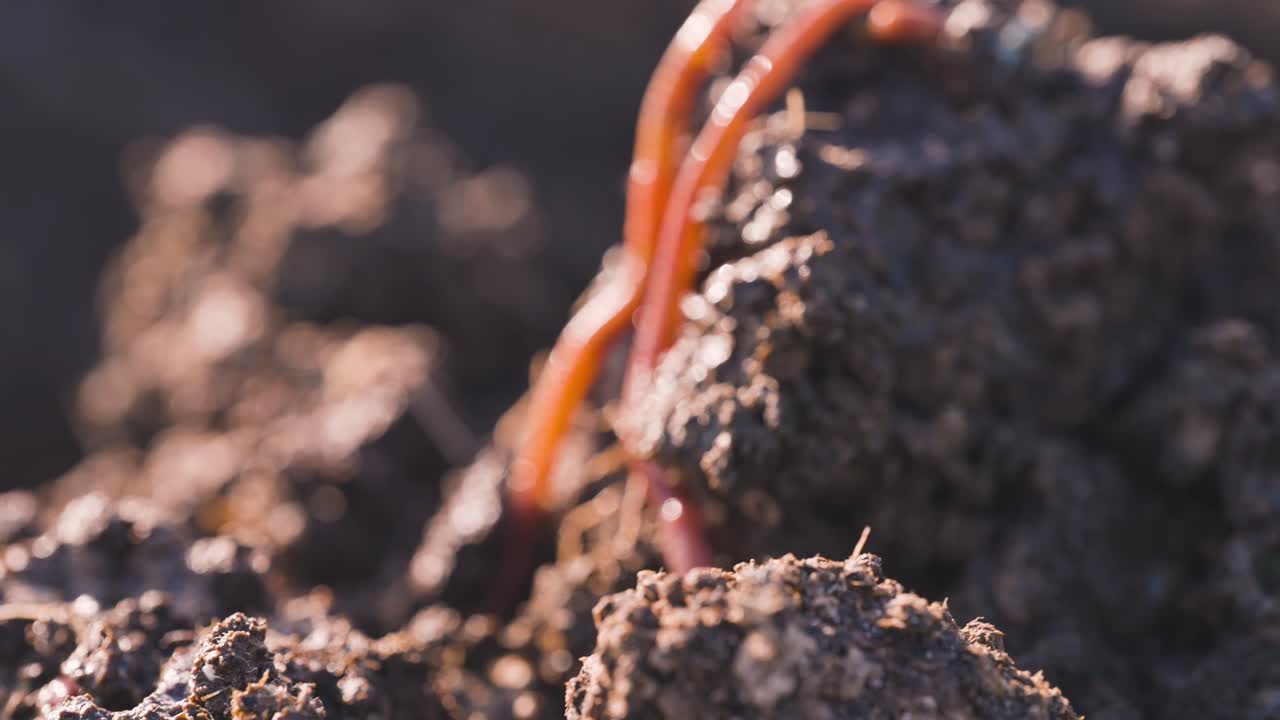 Lombrichi rossi californiani che si muovono sul terreno, vermicompostaggio, primo piano