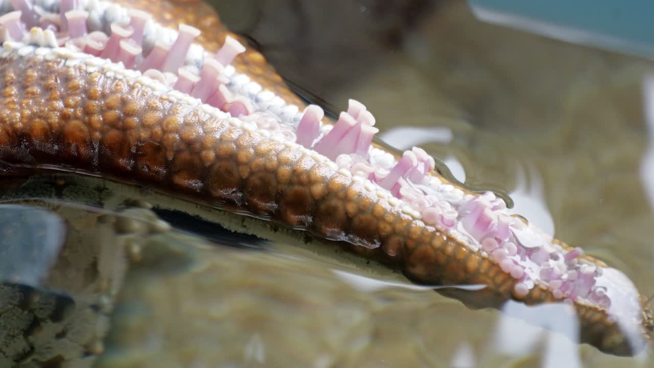 Underwater exploration octopus in natural habitat marine environment close-up view ocean life