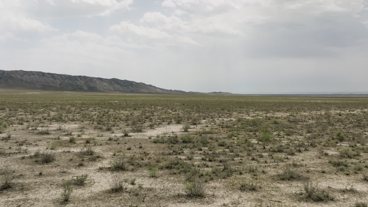 dos antílopes gacela con bocio cruzando la árida llanura de la estepa vashlovani