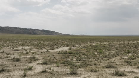 two goitered gazelle antelopes crossing arid vashlovani steppe plain