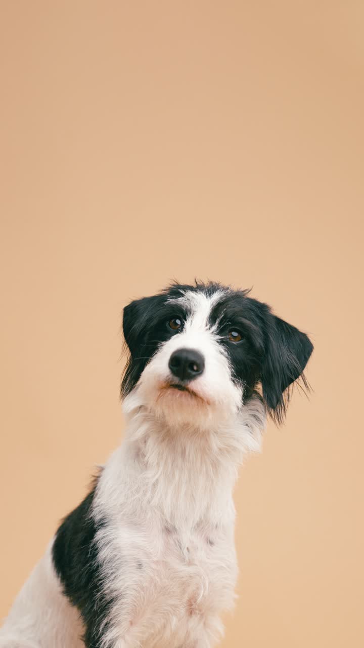 Retrato de un perro lindo