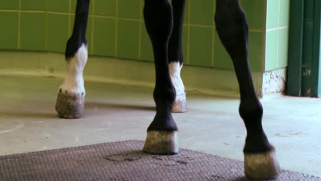 horse aggressively pawing the ground in the stall