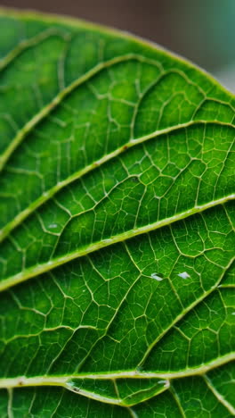 close-up of a green leaf