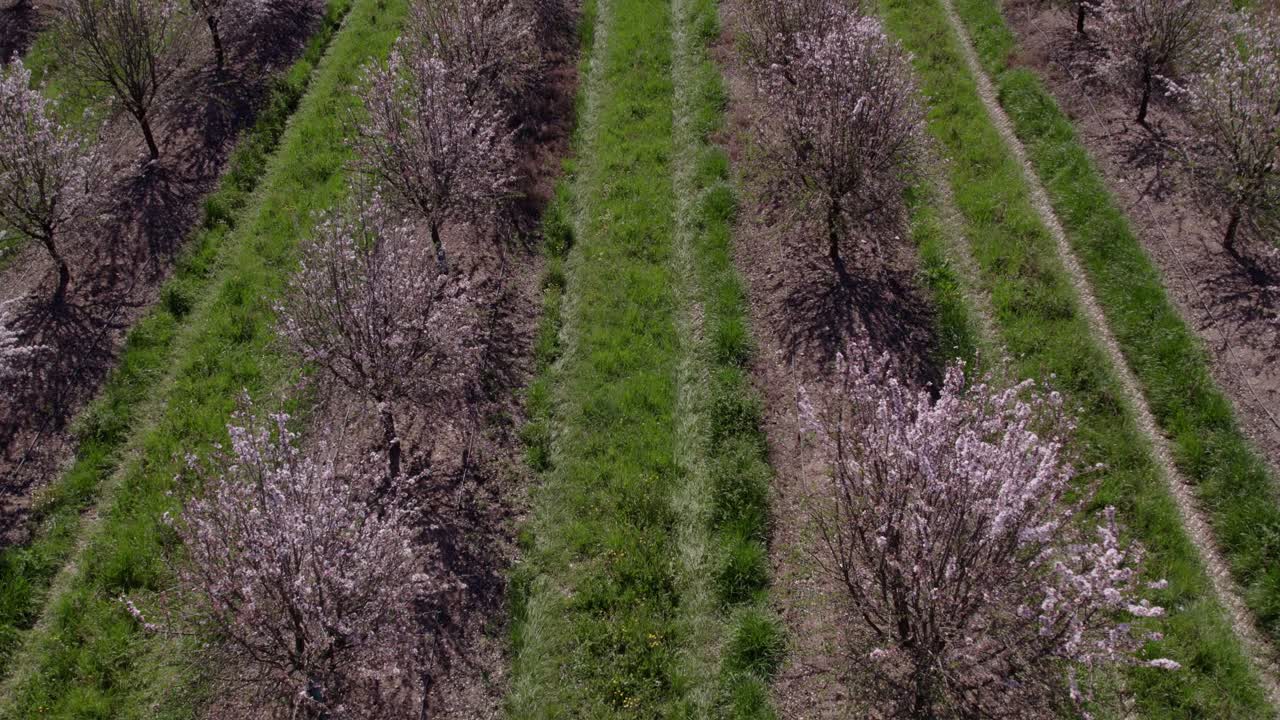 Veduta aerea della fioritura primaverile degli alberi di mandorlo con bellissimi fiori rosa
